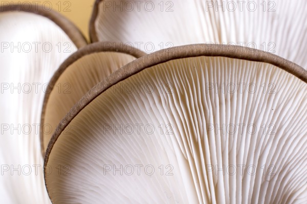 Oyster mushroom (Pleurotus ostreatus) or as easily cultivated mushroom