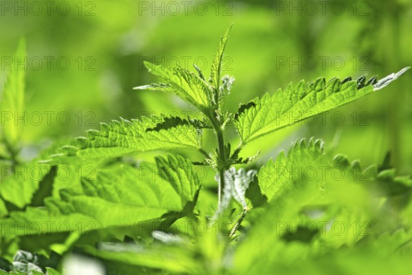 Closeup of a field of common, burn or stinging nettle leaves (urtica dioica urens) in backlight