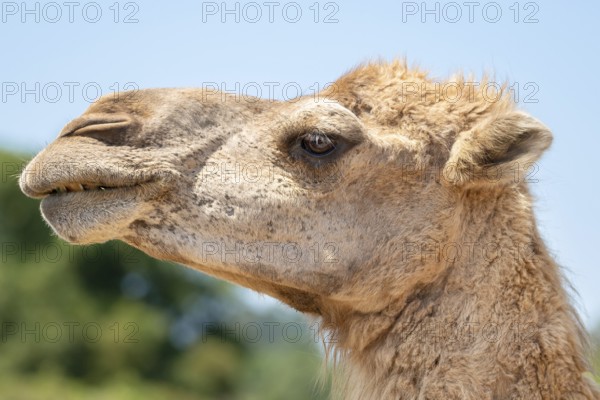 Close up of a camel face. High quality photography