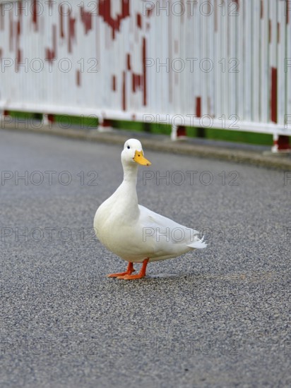 Peking duck (Anas platyrhynchos domestica) on a bridge on the Rhine, Düsseldorf, Germany, Europe