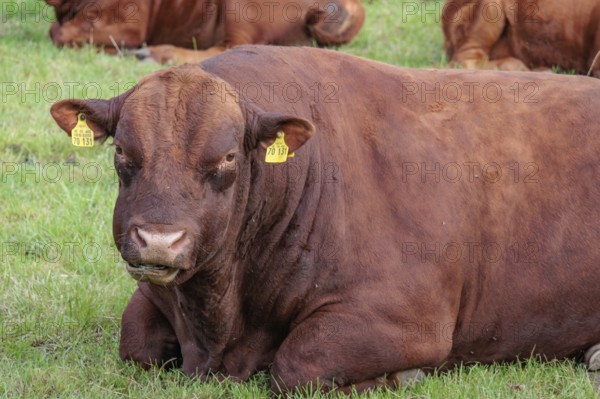 Brown cow with ear tags lying on a green meadow, borken, münsterland, germany