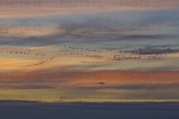 Crane migration at sunset