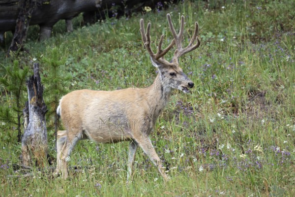 White-tailed deer, Yellowstone NP, USA, North America