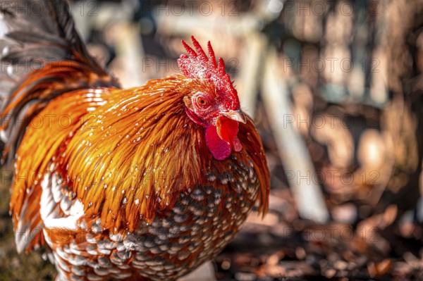 Feather-footed cock, Brahma chicken (Gallus gallus domesticus) in the sunshine in January in the garden, Eisenberg, Thuringia, Germany, Europe