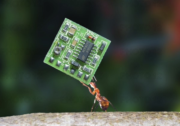 Macro of Red Wood Ant (Formica Rufa) carrying a PCB, Microchip or processor