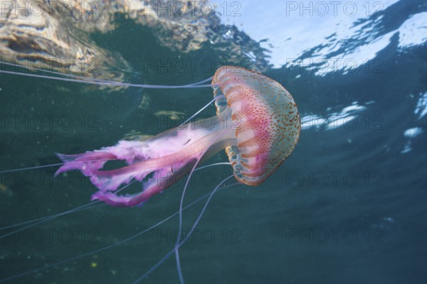 Luminous jellyfish, Pelagia noctiluca, Cap de Creus, Costa Brava, Spain, Europe