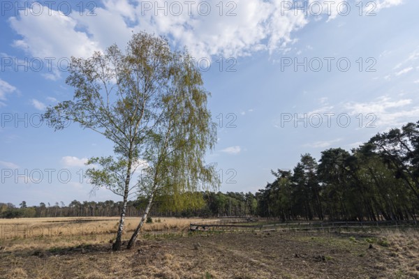 Hiking in the moorland of Diersfordt forest in spring
