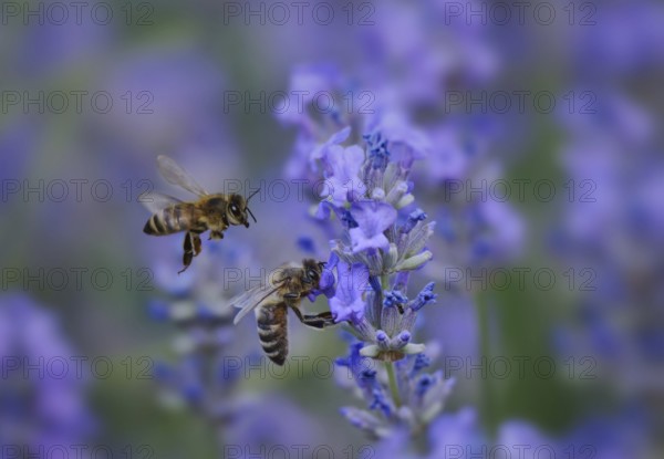 Lavender (Lavandula angustifolia), with honey bees (Apis mellifera), a bee approaching, Rhineland-Palatinate, Germany, Europe