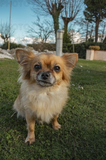 Brown long-haired Chihuahua looks into the camera, Sirmione, Lake Garda, Italy, Europe