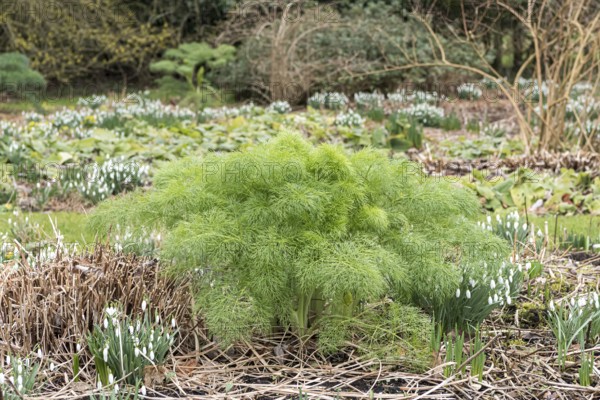 Fennel (Foeniculum vulgare)