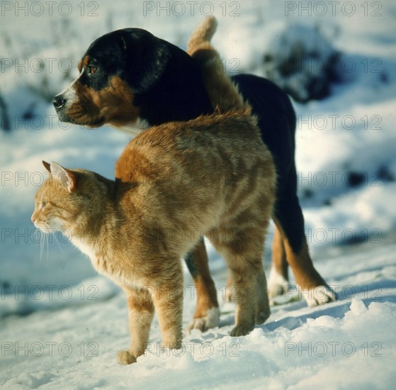 Dog and cat in the snow