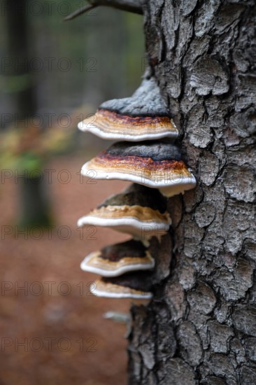 Red banded polypore (Fomitopsis pinicola), several fruiting bodies on spruce, Mühlheim, North Rhine-Westphalia, Germany, Europe