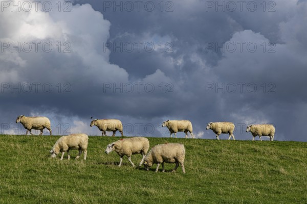 Sheep on the dyke in front of clouds, Nordstrand, Nordfriesland, Schleswig-Holstein, Germany, Europe