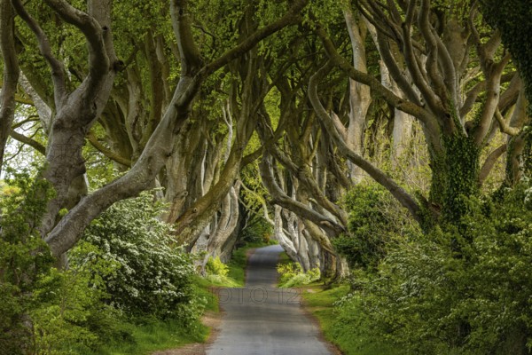 The Dark Hedges, Northern Ireland, UK