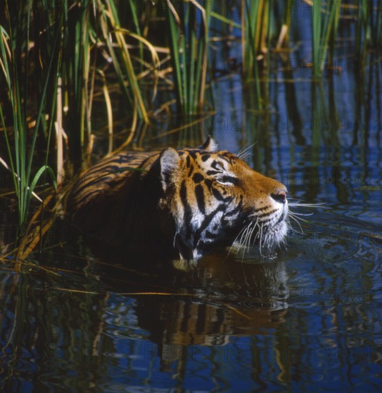 Royal Bengal Tiger (Panthera tigris tigris)