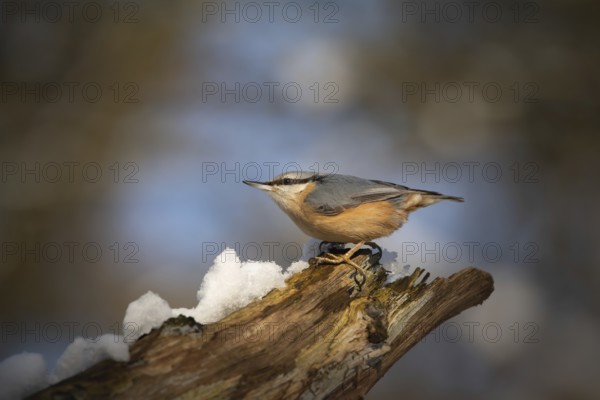 Eurasian nuthatch (Sitta europaea), at winter feeding site, Hamburg, Germany, Europe