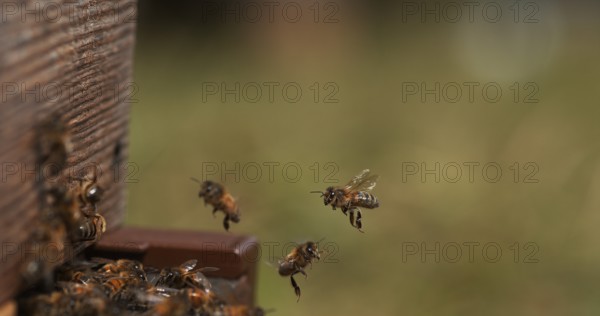 European Honey Bee (apis mellifera), Bees Going To The Hive, Insects in Flight, Return Of Boot, Bee Hive in Normandy