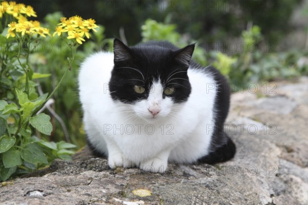 Domestic cat