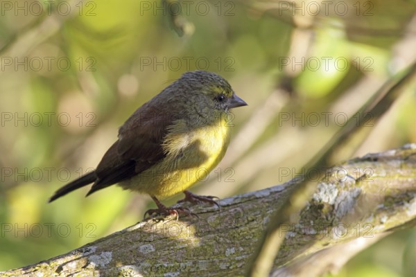 Cape Siskin (Serinus tottus) in a bush at Cape Point in Table Mountain National Park, South Africa, Africa
