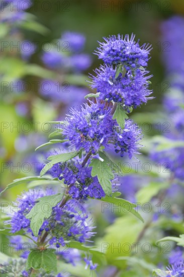 Clandon (Caryopteris x clandonensis) beard flower, variety 'Blauer Spatz', Münsterland, North Rhine-Westphalia, Germany, Europe