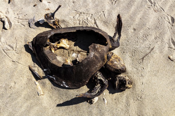 Dead sea turtle (Cheloniidae) in the sand on the beach of La Bocana, Baja de Hualtulco, South Pacific Coast, Oaxaca, Mexico, Central America