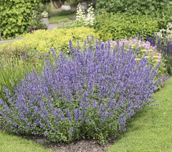 Catmint (Nepeta 'Walker's Low')