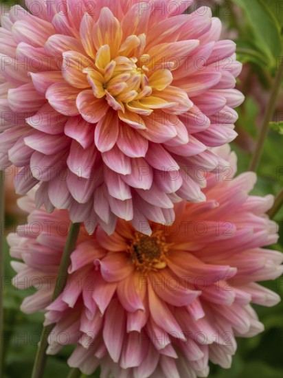 Pink-yellow chrysanthemums in macro shot lying on top of each other, Legden, Münsterland, Westphalia, Germany, Europe