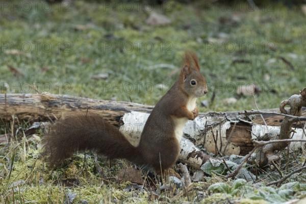 Squirrel standing in mature vegetation, looking right