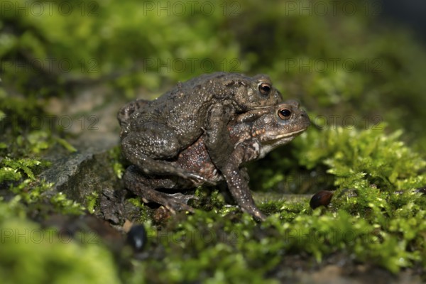 Common toad (Bufo bufo), pair on the way to the spawning waters, night shot, Velbert, North Rhine-Westphalia, Germany, Europe