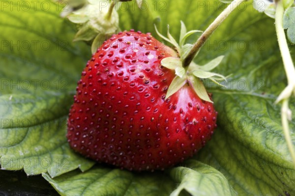 Strawberry (fragaria vesca), Garden in Normandy