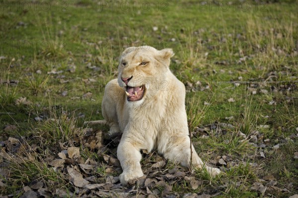 WHITE LION (panthera leo) krugensis, FEMALE SNARLING, THREAT POSTURE