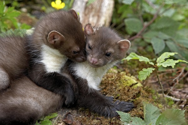 Stone Marten or Beech Marten (martes foina), Youngs playing, Normandy
