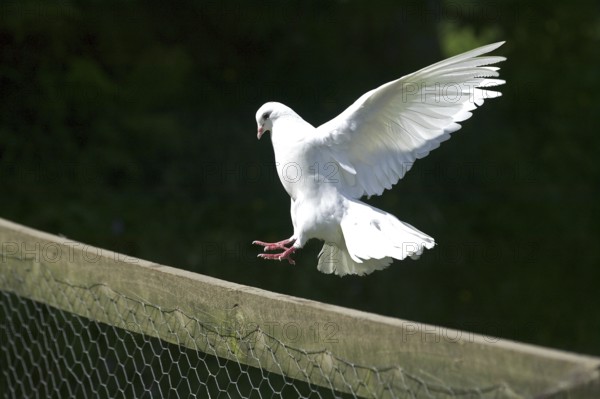WHITE FANTAIL PIGEON