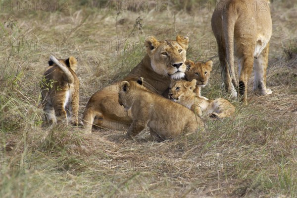 African Lion (panthera leo), Mother with Cub, Masai Mara Park in Kenya