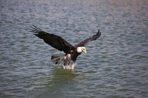 BALD EAGLE (haliaeetus leucocephalus), JUVENILE IN FLIGHT, FISHING