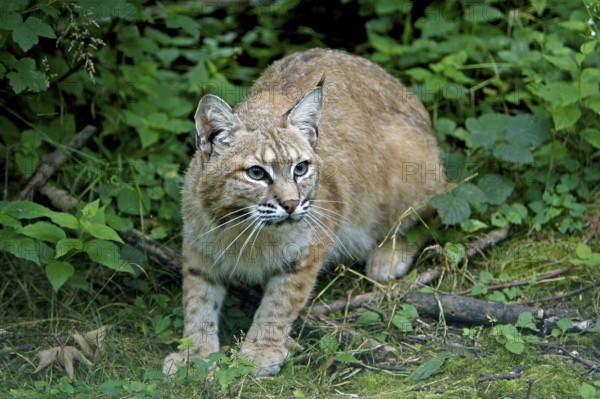 European Lynx (felis lynx)