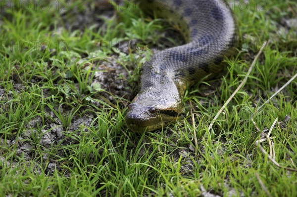 Green Anaconda (eunectes murinus), Adult standing on Grass, Los Lianos in Venezuela