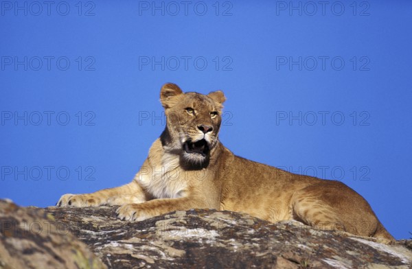 African Lion (panthera leo), Female standing on Rock