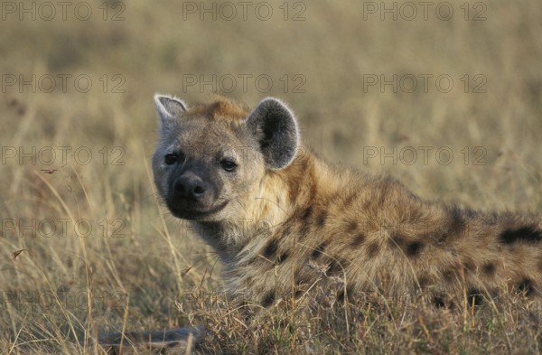 Spotted Hyena (crocuta crocuta), Adult laying on Grass, Masai Mara Park in Kenya