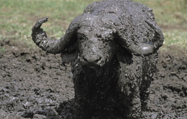 African Buffalo (syncerus caffer), Adult having Mud Bath, Serengeti Park in Tanzania