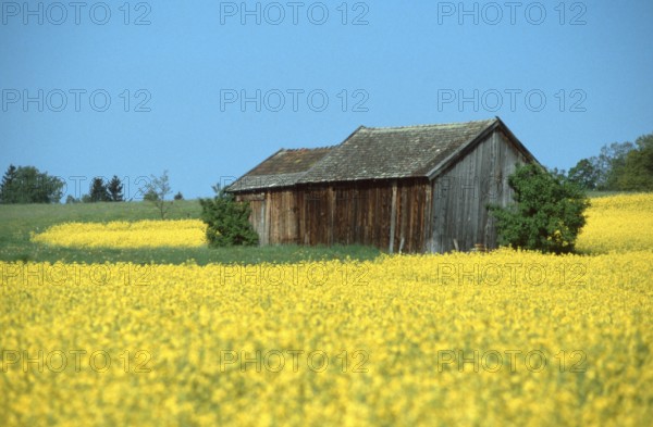 Barn in rape field, Germany, Europe
