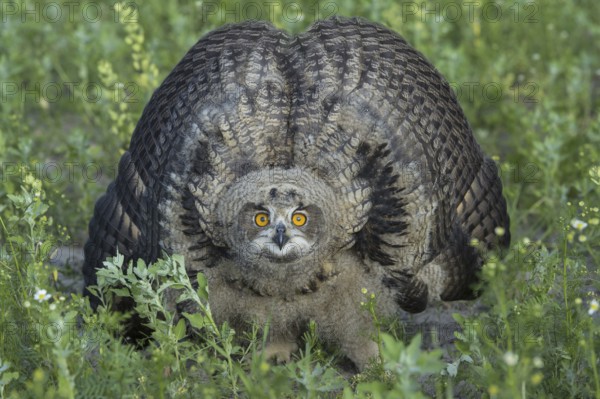 Youngster Eurasian eagle-owl (Bubo bubo) Lower Saxony, Germany, Europe