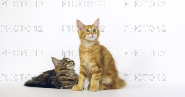Brown Tortie Blotched Tabby and Cream Blotched Tabby Maine Coon Domestic Cat, Kittens against White Background, Normandy in France