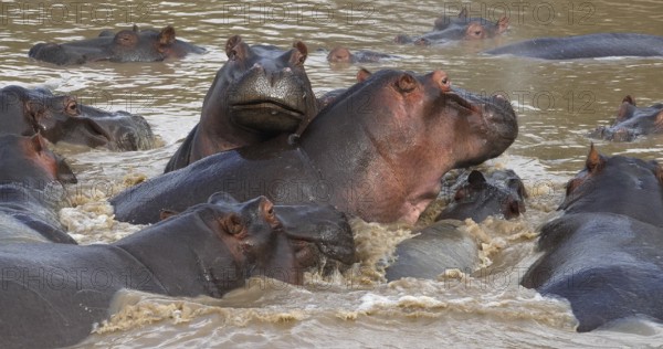 Hippopotamus (hippopotamus amphibius), Group standing in River, Masai Mara park in Kenya