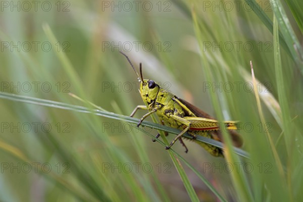 Large marsh grasshopper (Stethophyma grossum), sitting on blade of grass, Murnauer moss nature reserve, Bavaria, Germany, Europe