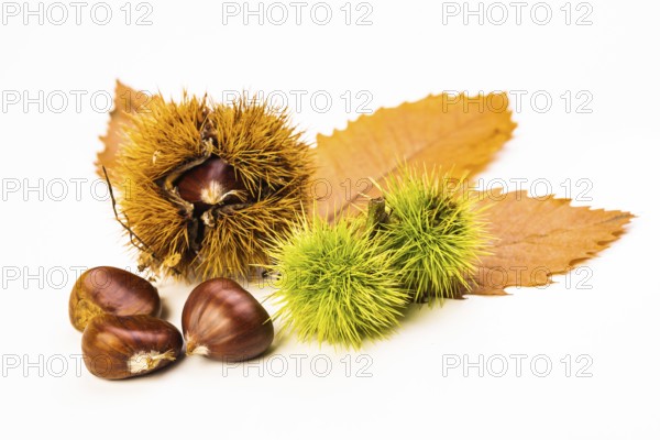 Ripe chestnuts close up. Raw Chestnuts for Christmas Autumn time. Chestnuts in Austria