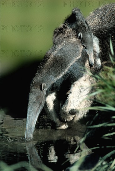 Giant Anteater (Myrmecophaga tridactyla), female carrying young, Giant Anteater, female carrying young