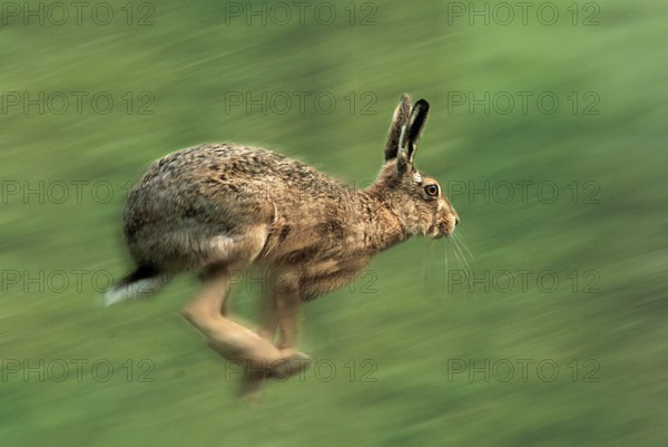 European hare (Lepus europaeus), hare, hares, lateral
