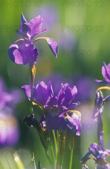 Iris in the backlight