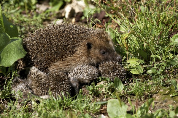 European Hedgehog (erinaceus europaeus), Female with youngs, Normandy